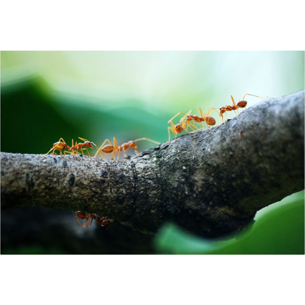 pexels poranimm athithawatthee 842401